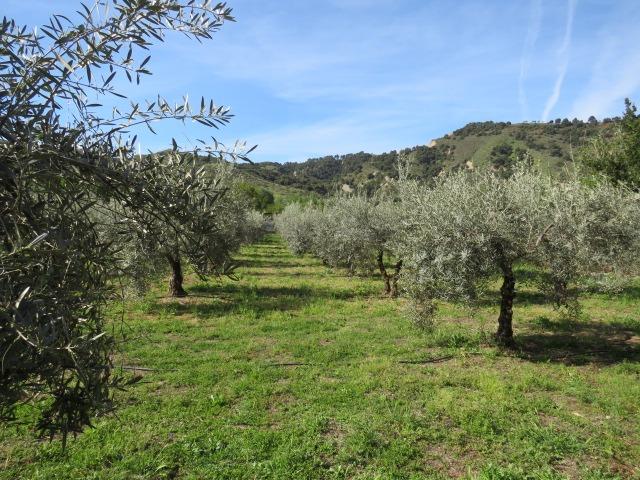 Finca for sale in Cenes De La Vega, Granada, Spain