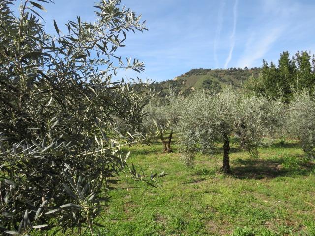 Finca for sale in Cenes De La Vega, Granada, Spain