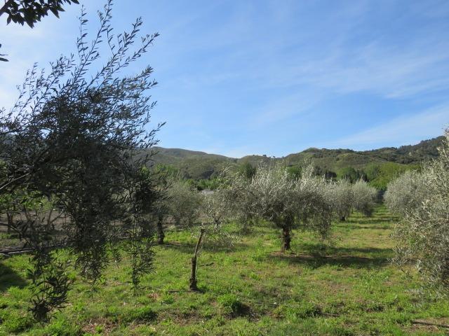 Finca for sale in Cenes De La Vega, Granada, Spain