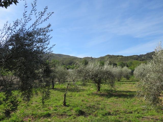 Finca for sale in Cenes De La Vega, Granada, Spain