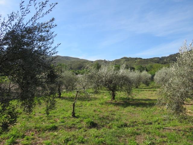 Finca for sale in Cenes De La Vega, Granada, Spain