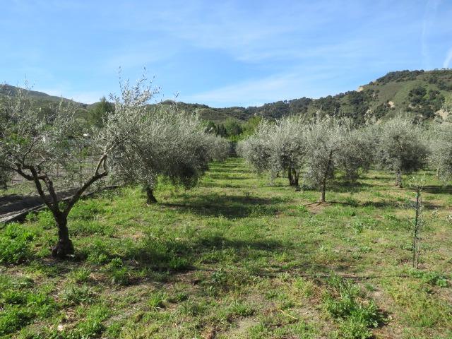 Finca for sale in Cenes De La Vega, Granada, Spain