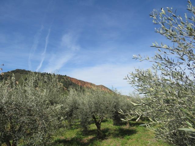 Finca for sale in Cenes De La Vega, Granada, Spain