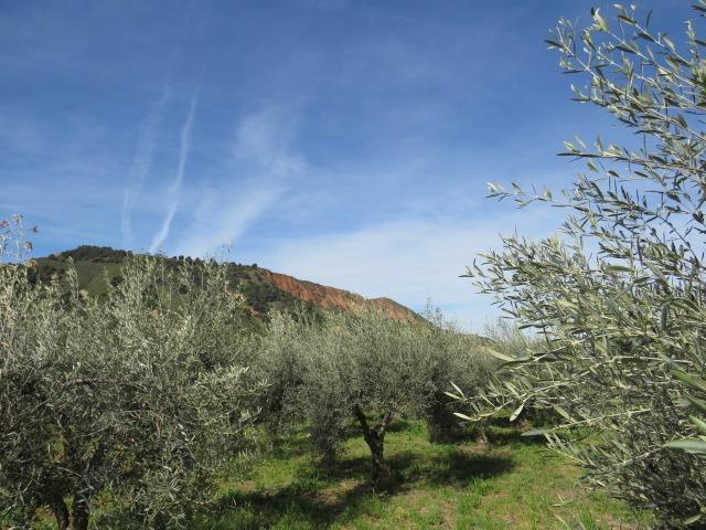 Finca for sale in Cenes De La Vega, Granada, Spain