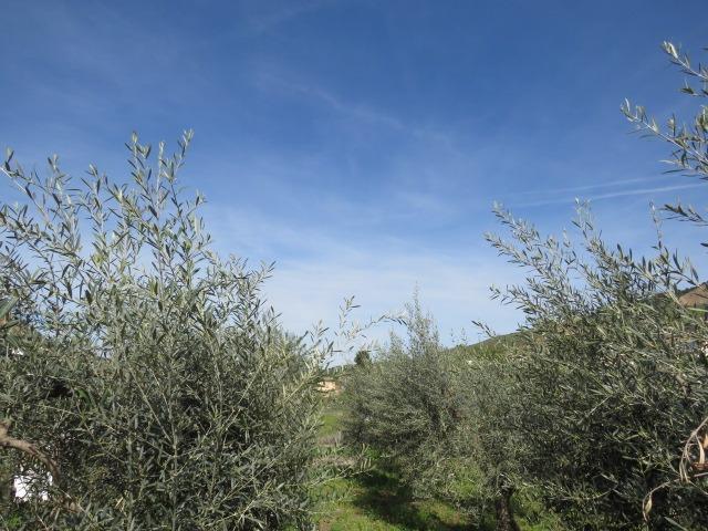 Finca for sale in Cenes De La Vega, Granada, Spain