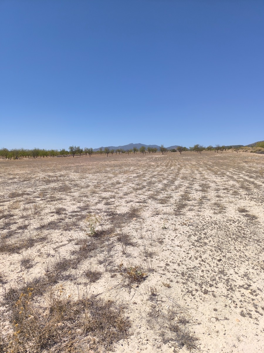 Finca en venta en Pinoso