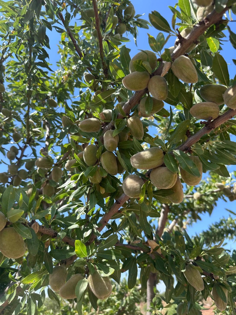 Finca for sale in Granada, Málaga, Spain