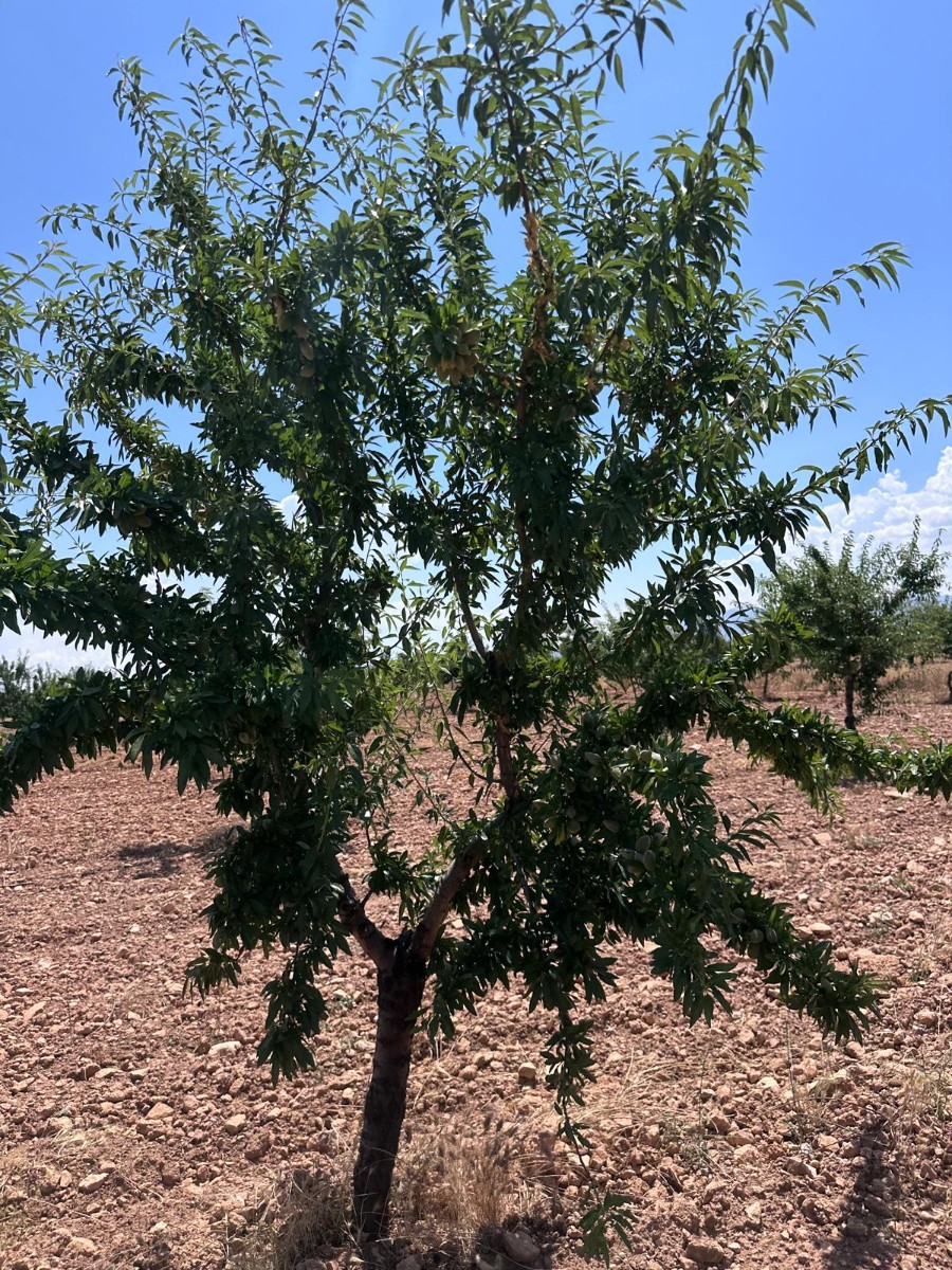 Finca for sale in Granada, Málaga, Spain