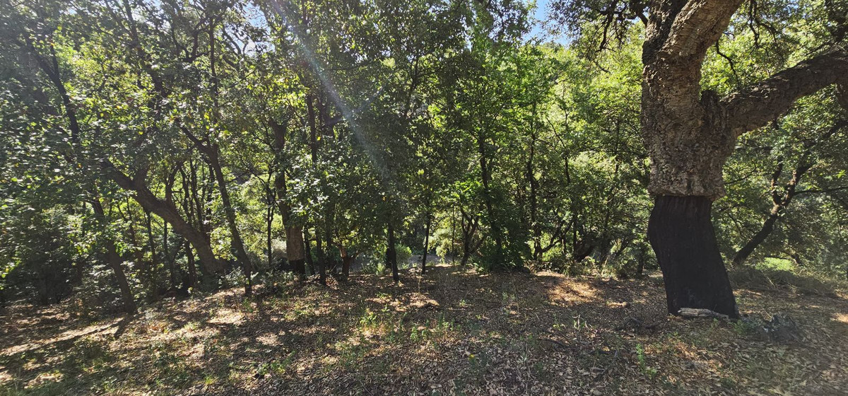 Finca for sale in Casares, Málaga, Spain