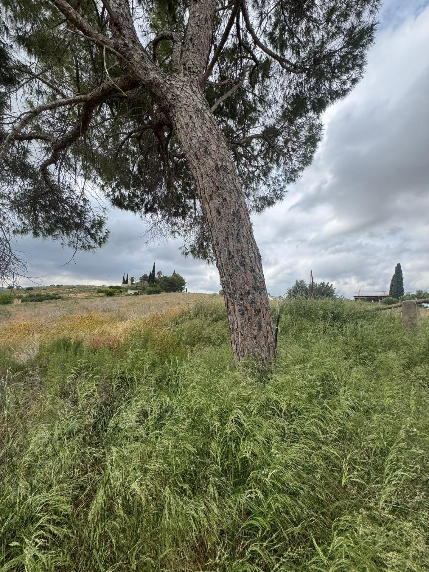Finca en venta en Abanilla
