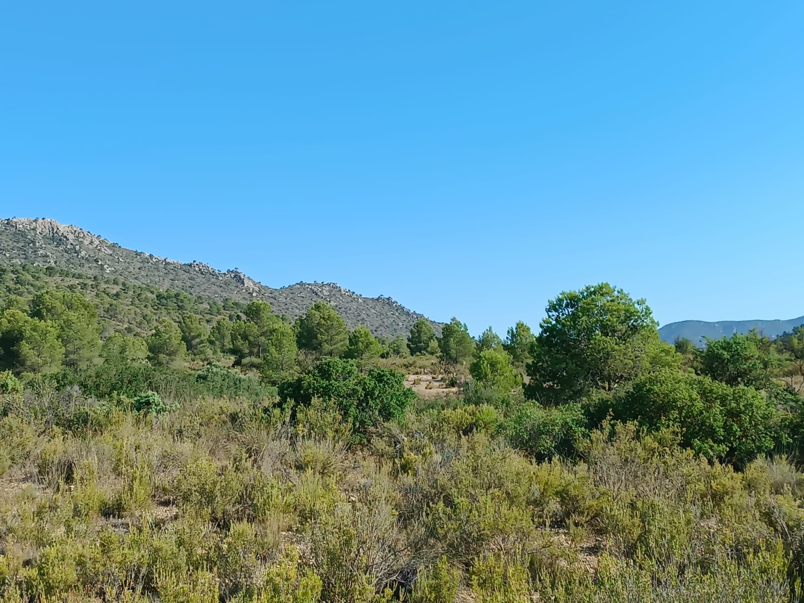 Finca en venta en Yecla