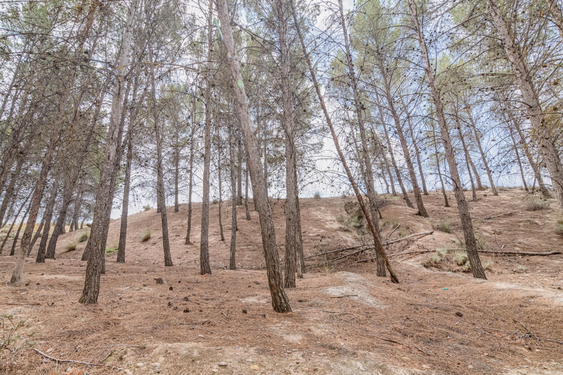 Finca for sale in Baza, Granada, Spain
