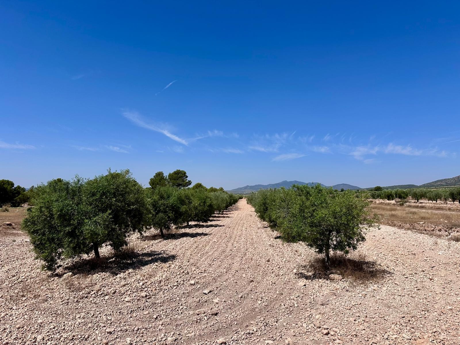 Finca en venta en Monóvarmonóver