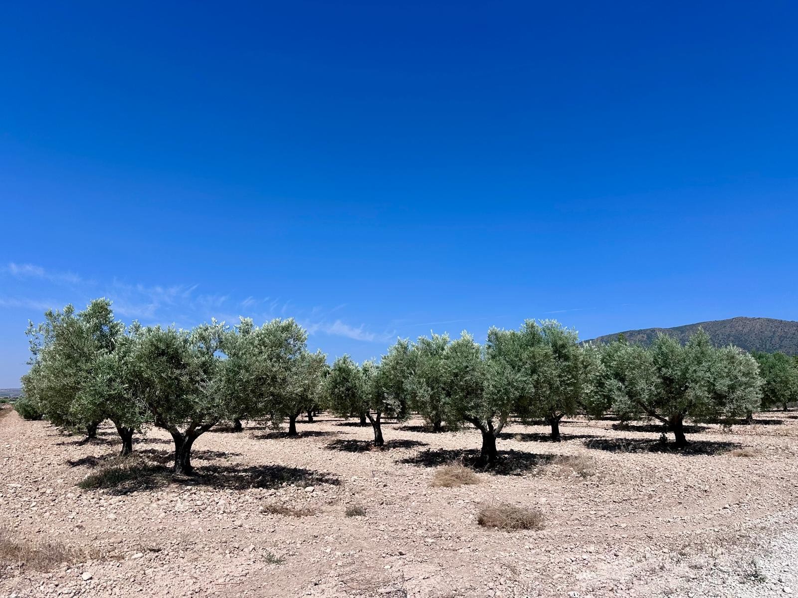 Finca en venta en Monóvarmonóver