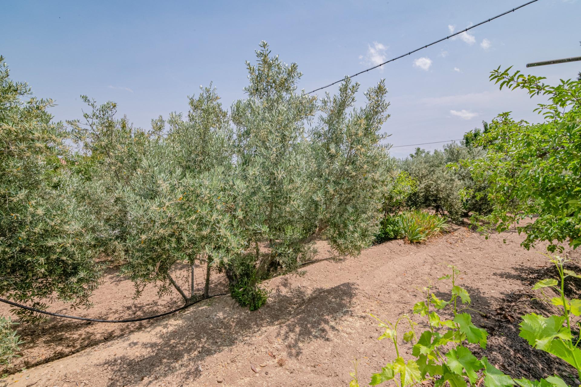 Finca for sale in Baza, Granada, Spain
