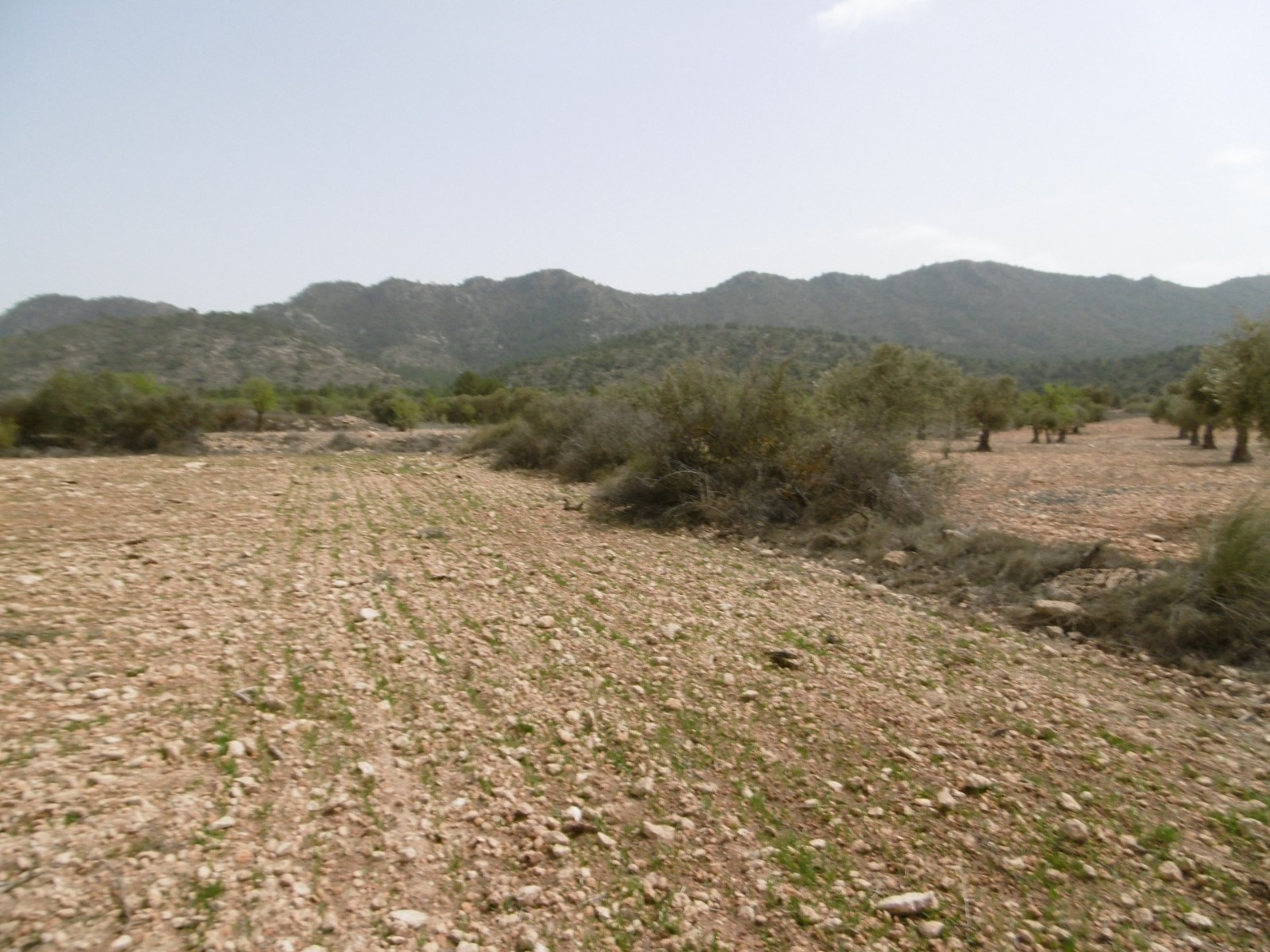 Finca for sale in Yecla, Murcia, Spain