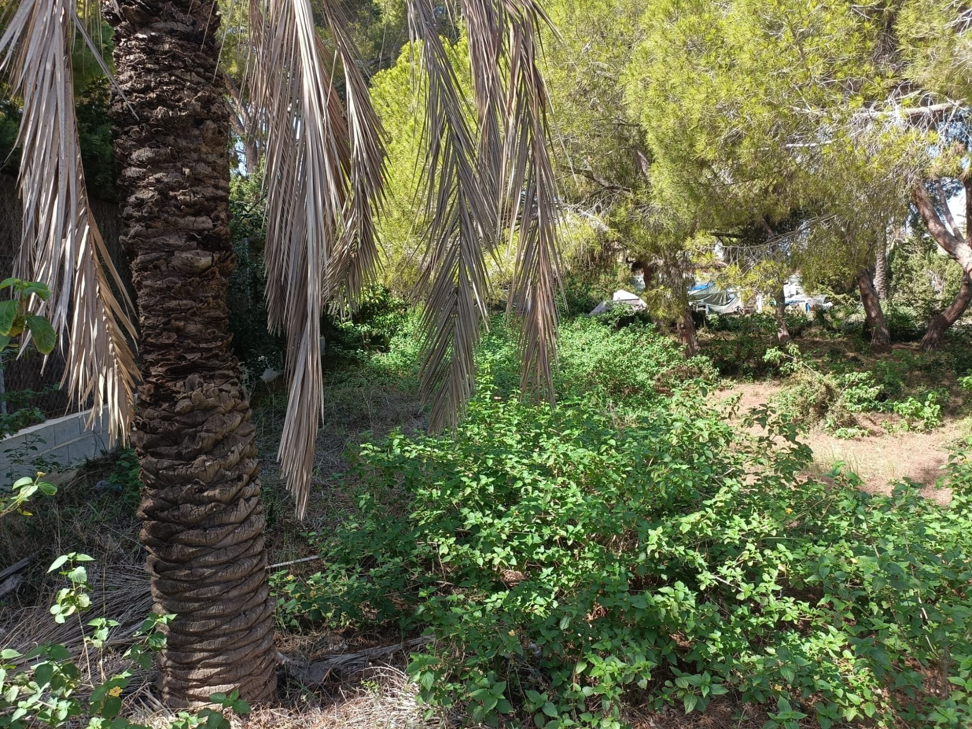 Finca for sale in Cabo Roig, Alicante, Spain