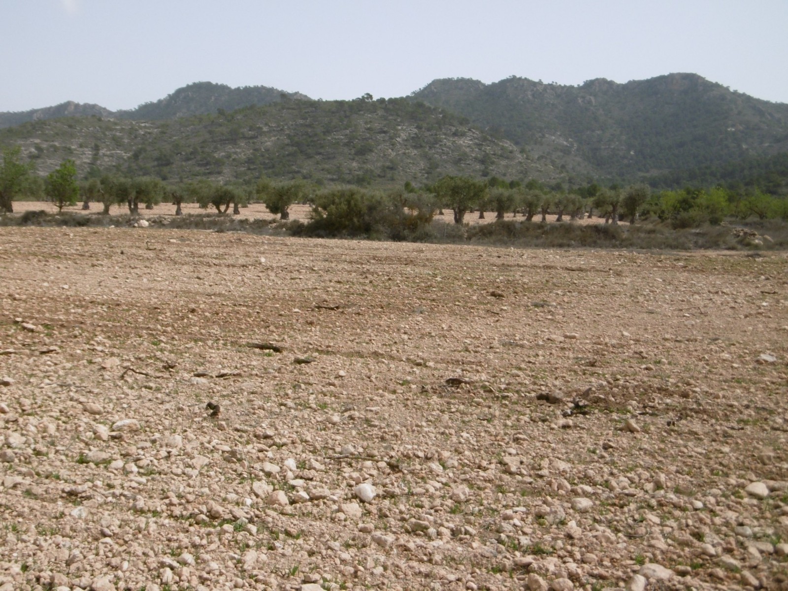 Finca en venta en Yecla