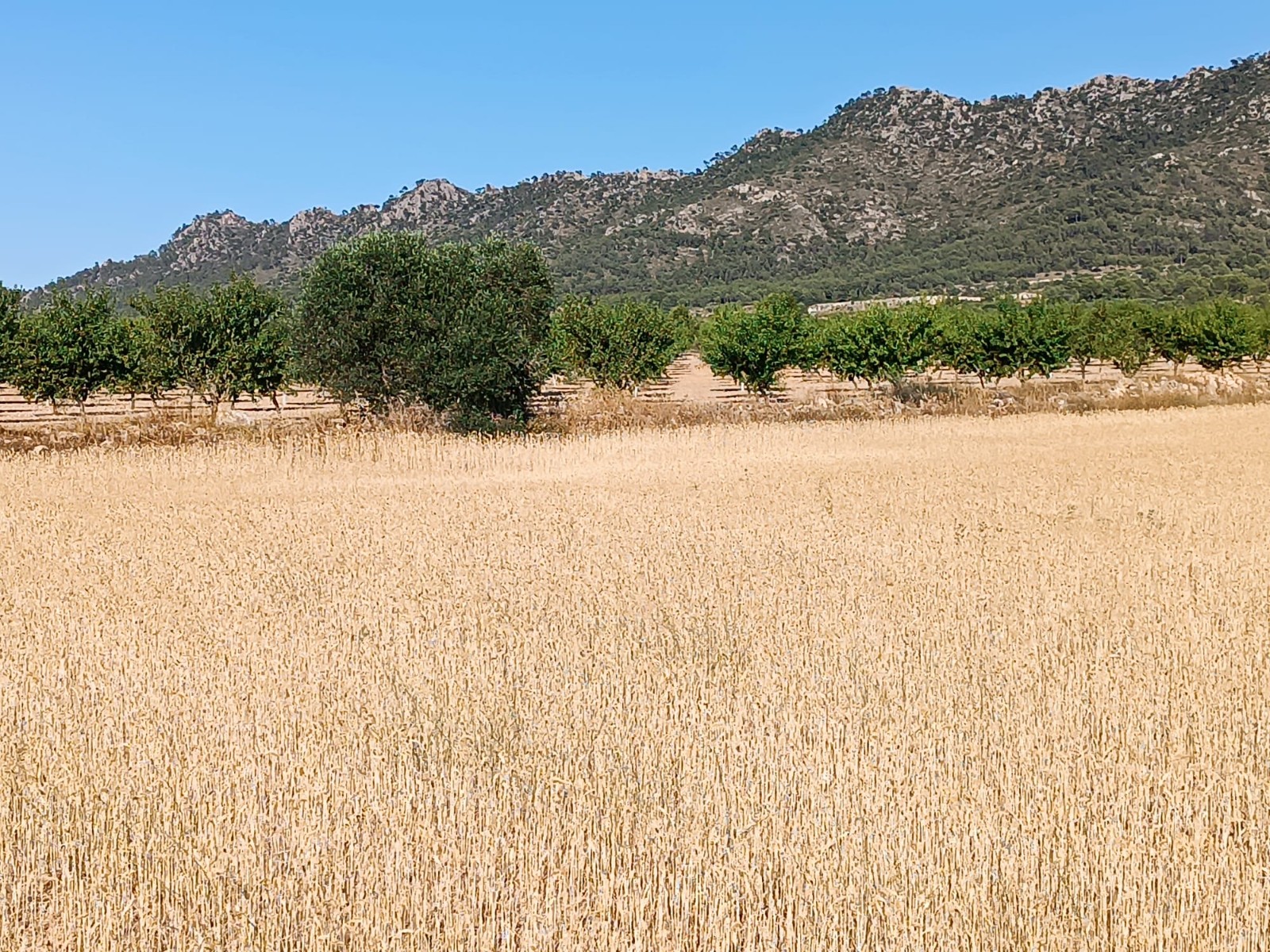 Finca en venta en Yecla