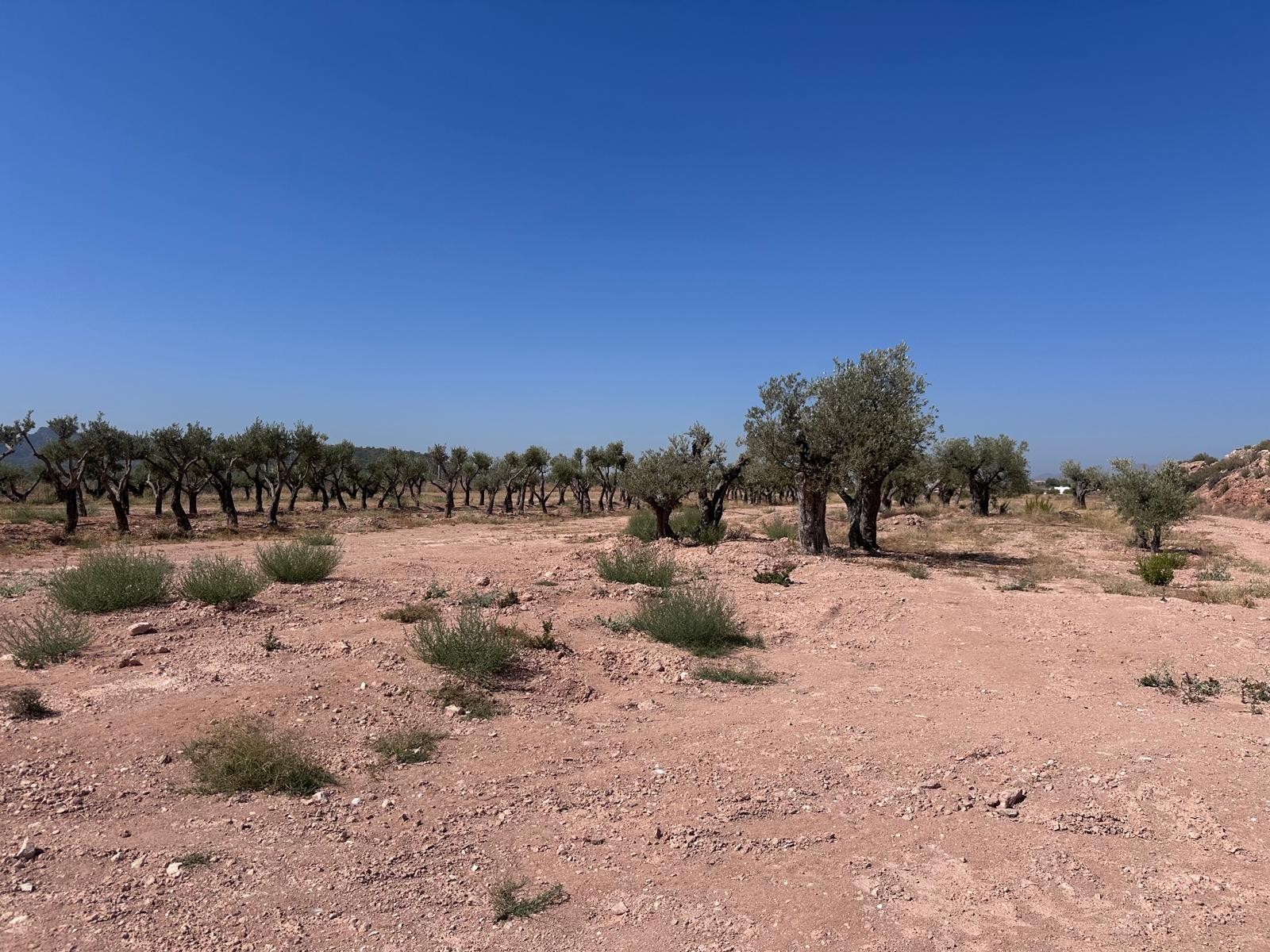 Finca for sale in Macisvenda, Murcia, Spain