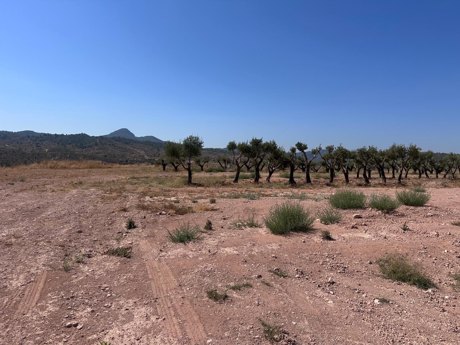 Finca for sale in Macisvenda, Murcia, Spain