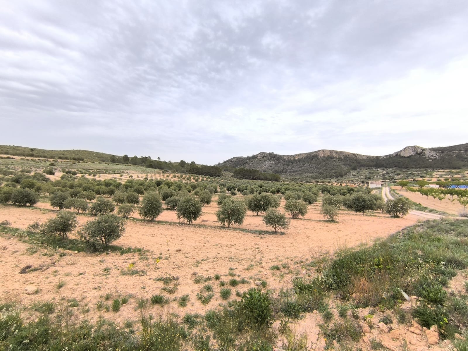 Finca for sale in Jumilla, Murcia, Spain