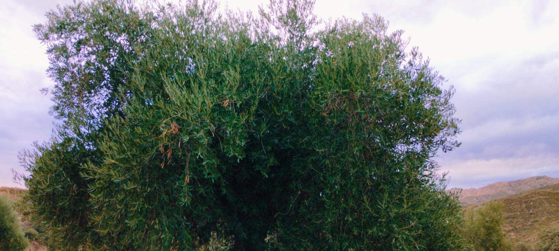 Finca for sale in Quentar, Granada, Spain