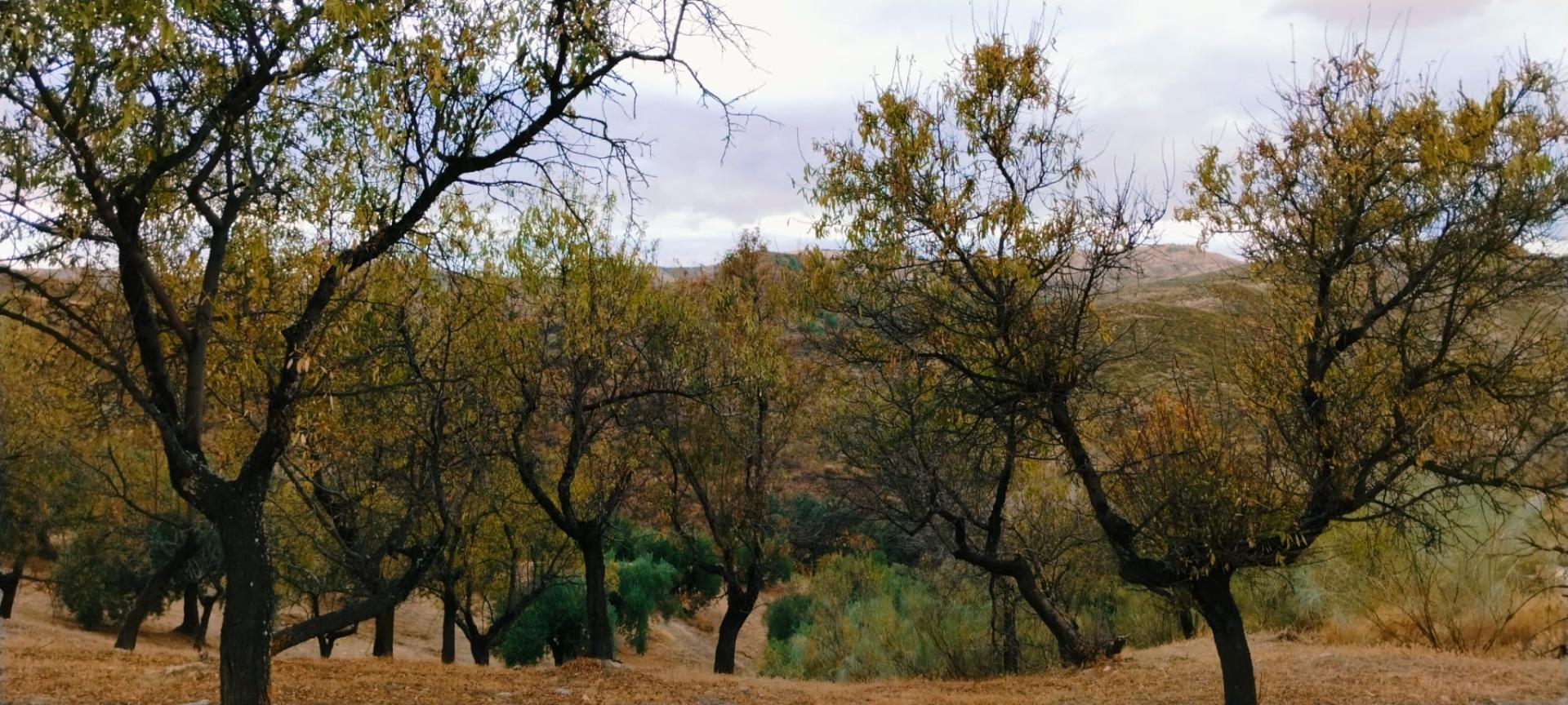 Finca for sale in Quentar, Granada, Spain