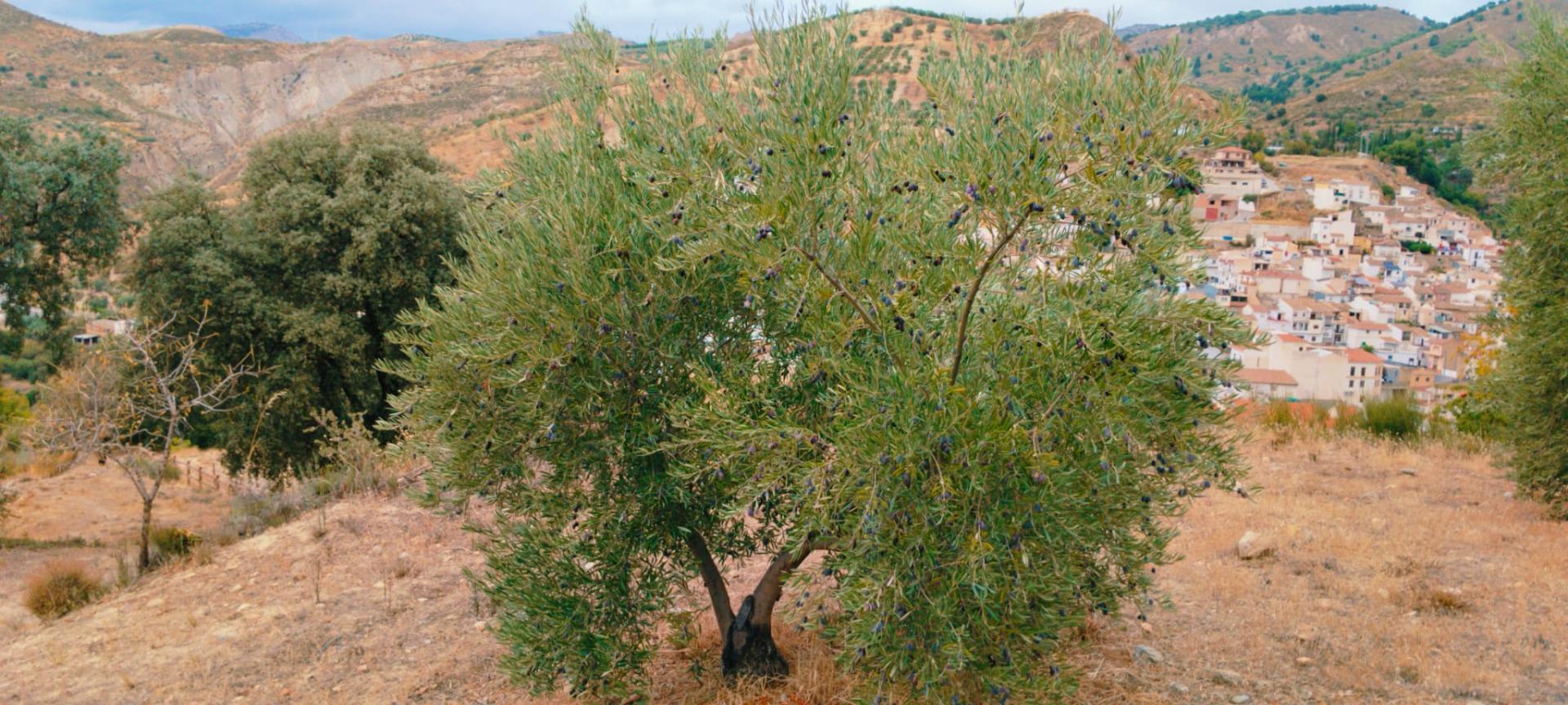 Finca for sale in Quentar, Granada, Spain