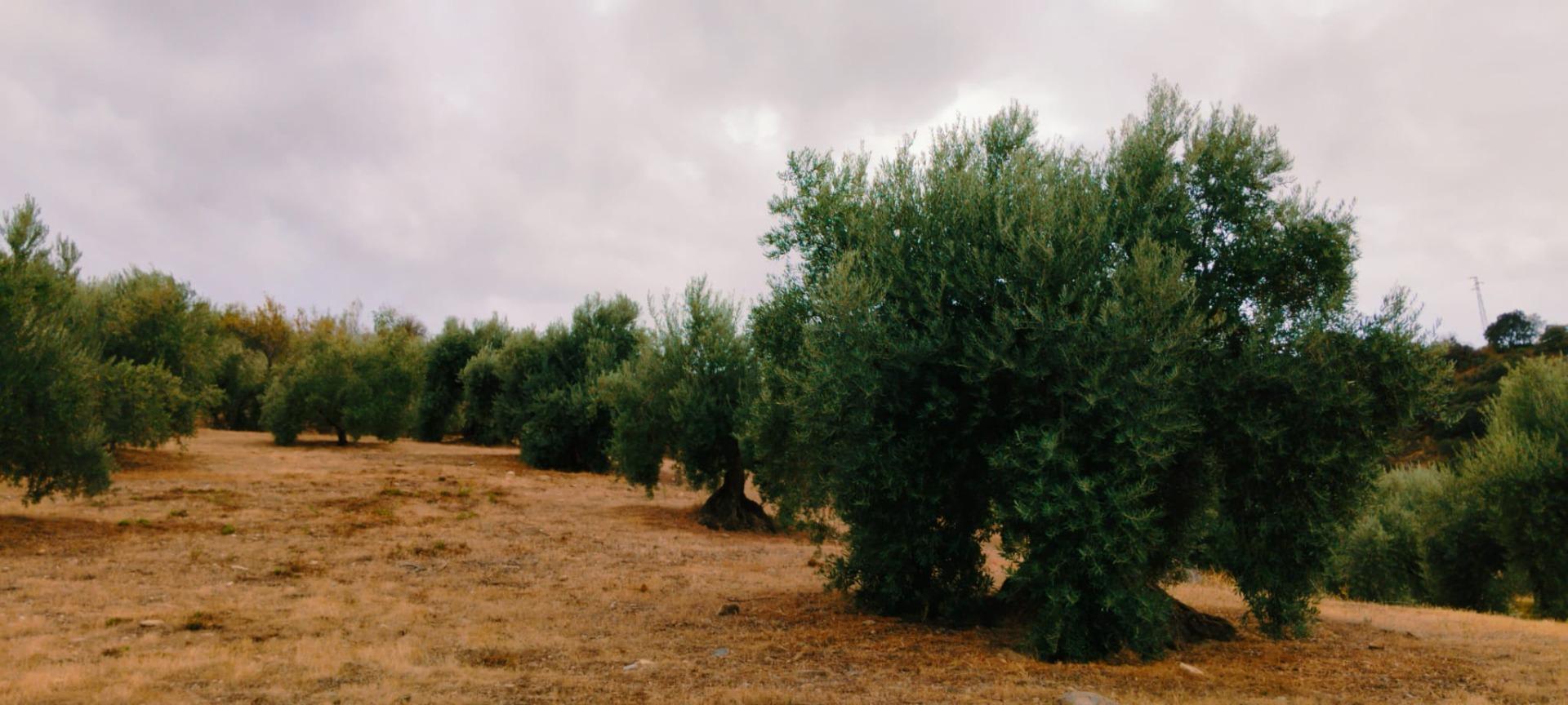 Finca for sale in Quentar, Granada, Spain