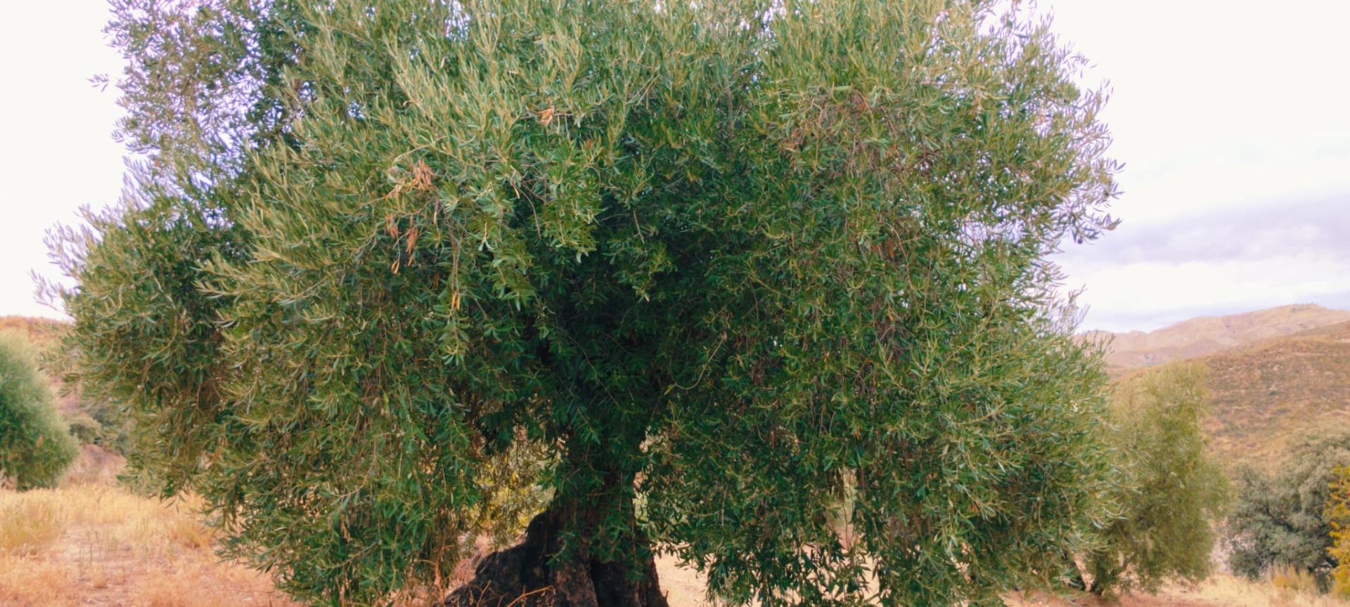 Finca for sale in Quentar, Granada, Spain