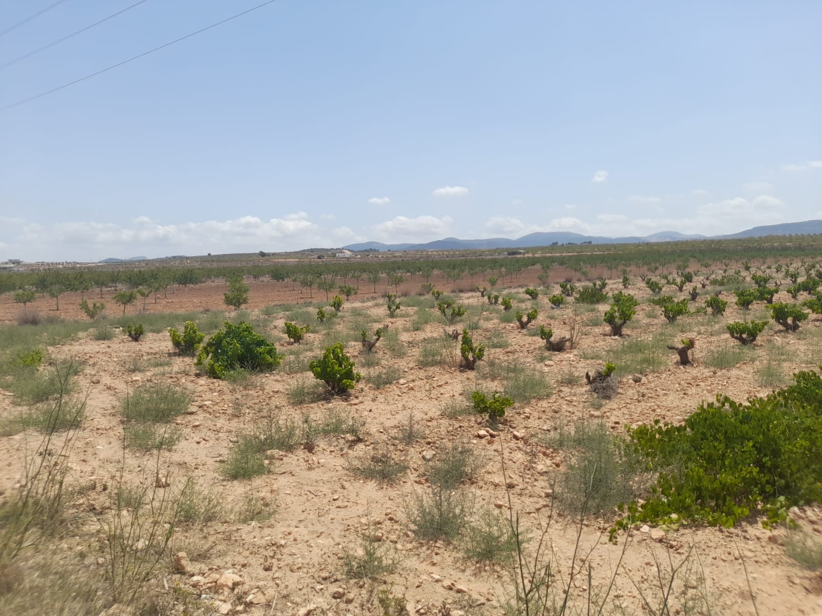 Finca en venta en Pinoso