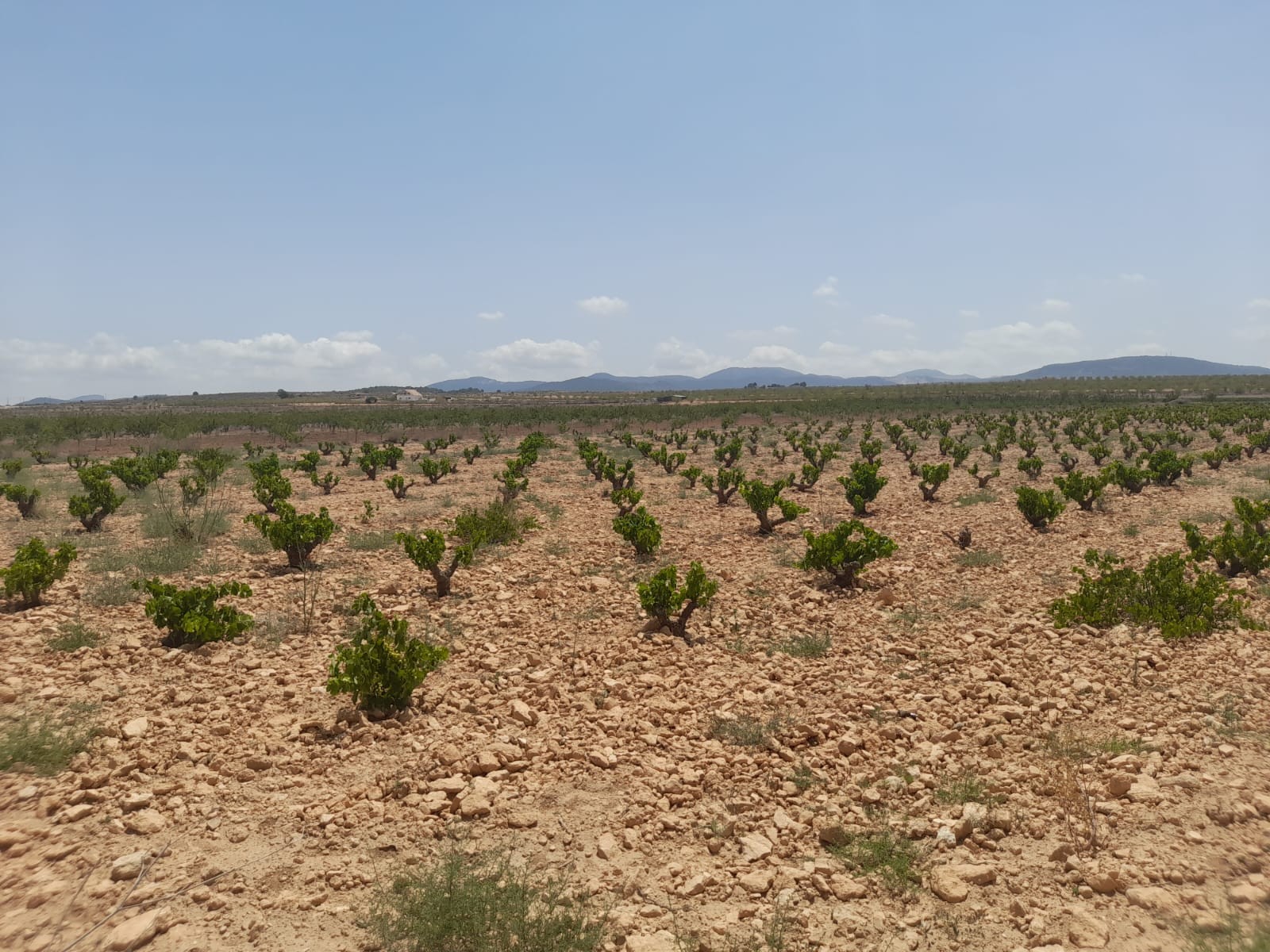 Finca en venta en Pinoso