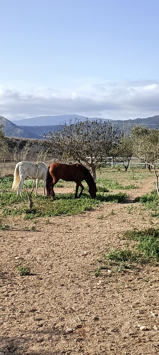 Finca for sale in Monóvarmonóver, Alicante, Spain