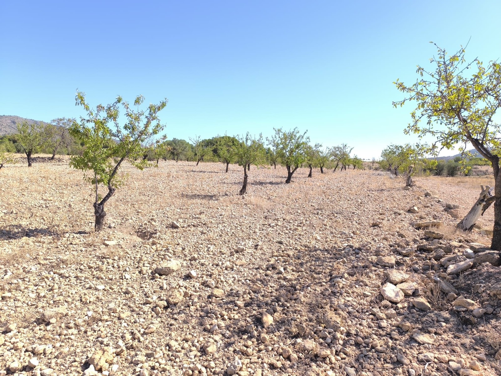 Finca for sale in Monóvarmonóver, Alicante, Spain