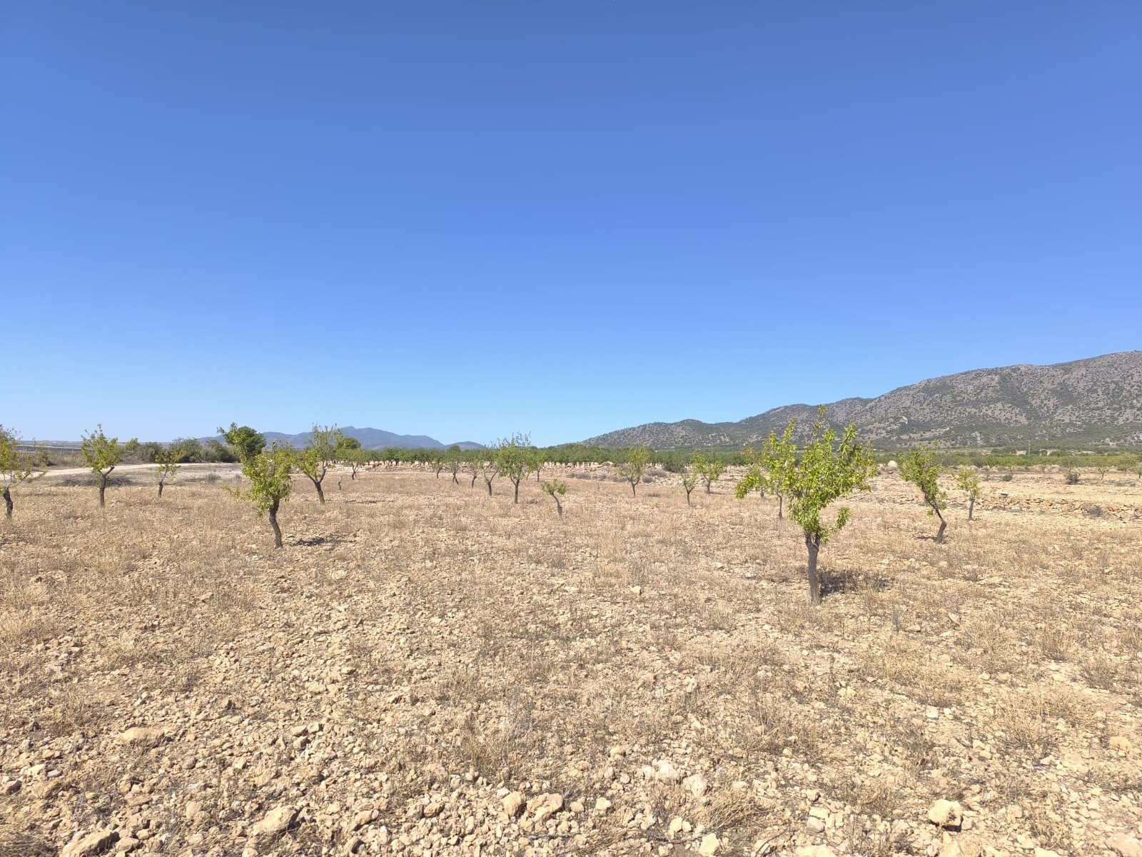 Finca en venta en Monóvarmonóver