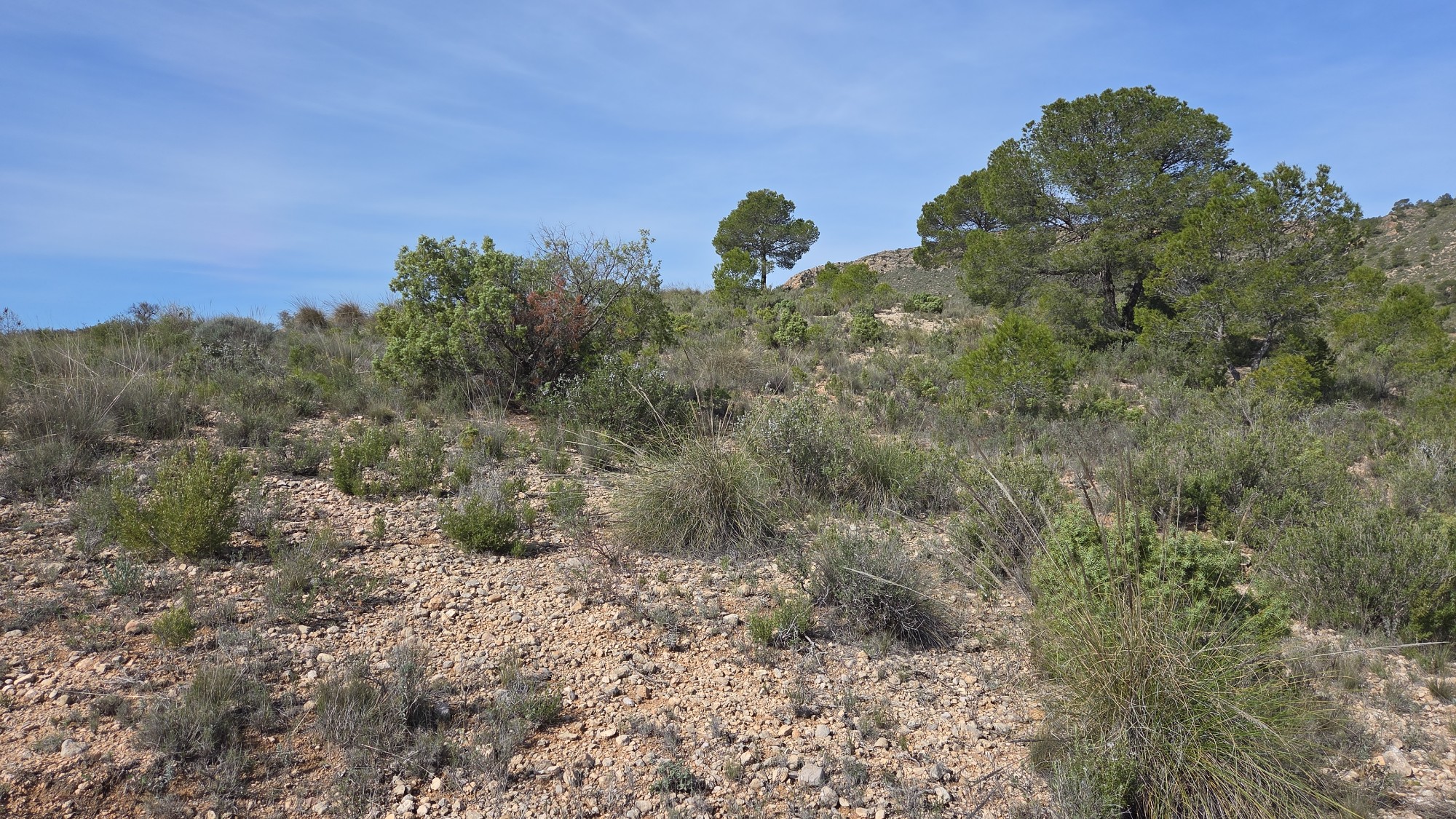 Finca en venta en Yecla