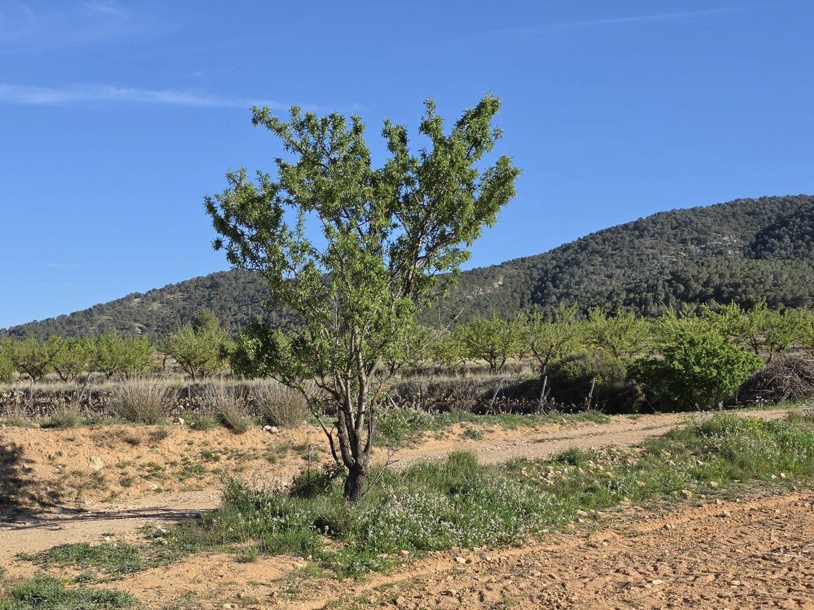 Finca for sale in Monóvarmonóver, Alicante, Spain
