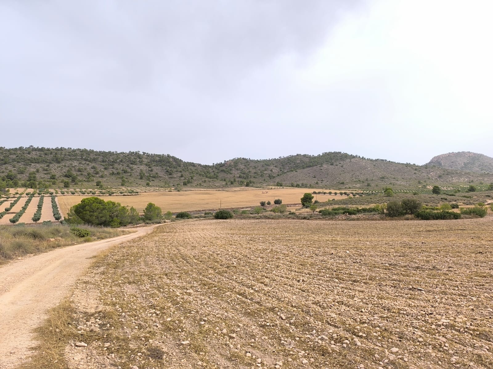 Finca en venta en Yecla