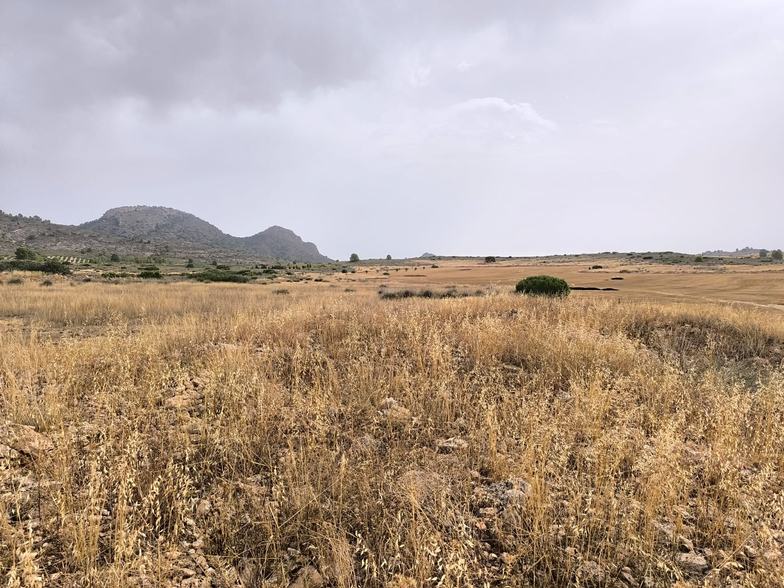 Finca en venta en Yecla