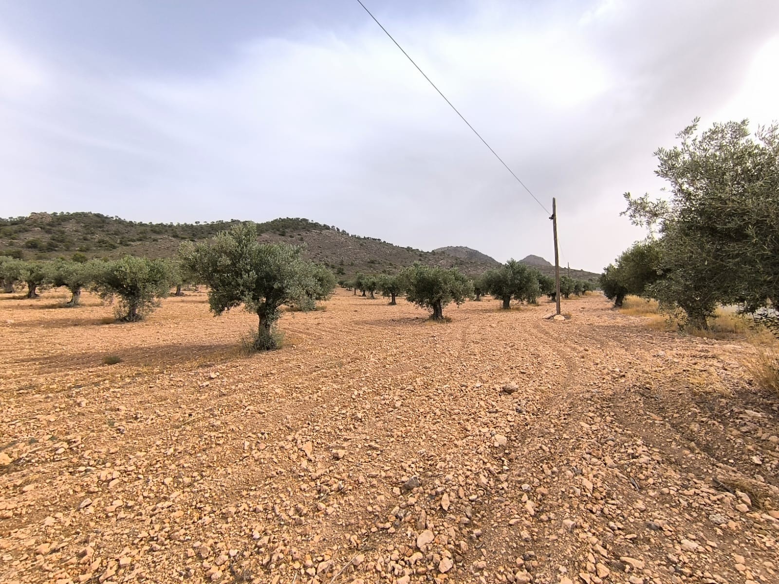 Finca en venta en Yecla