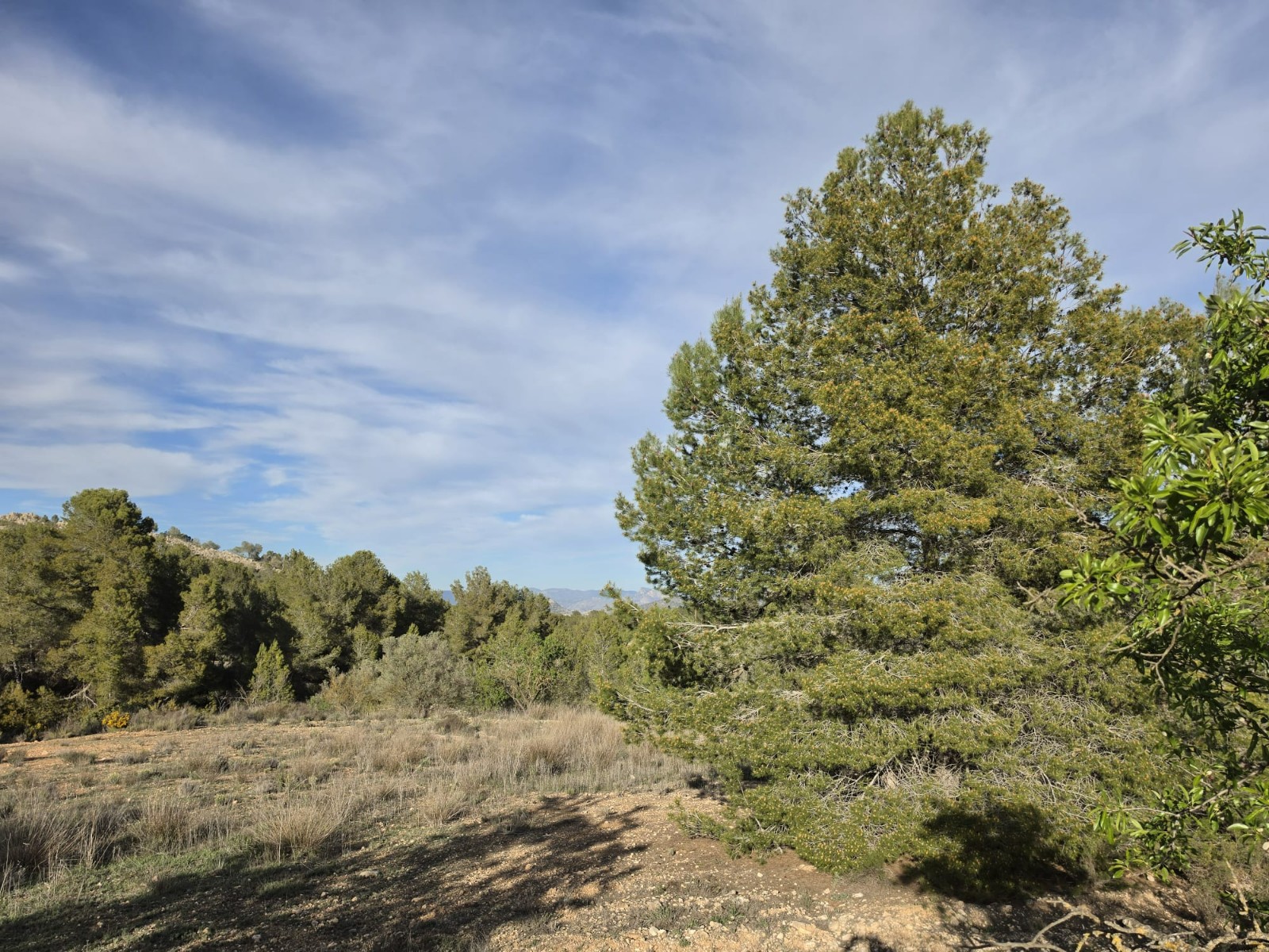 Finca en venta en Monóvarmonóver