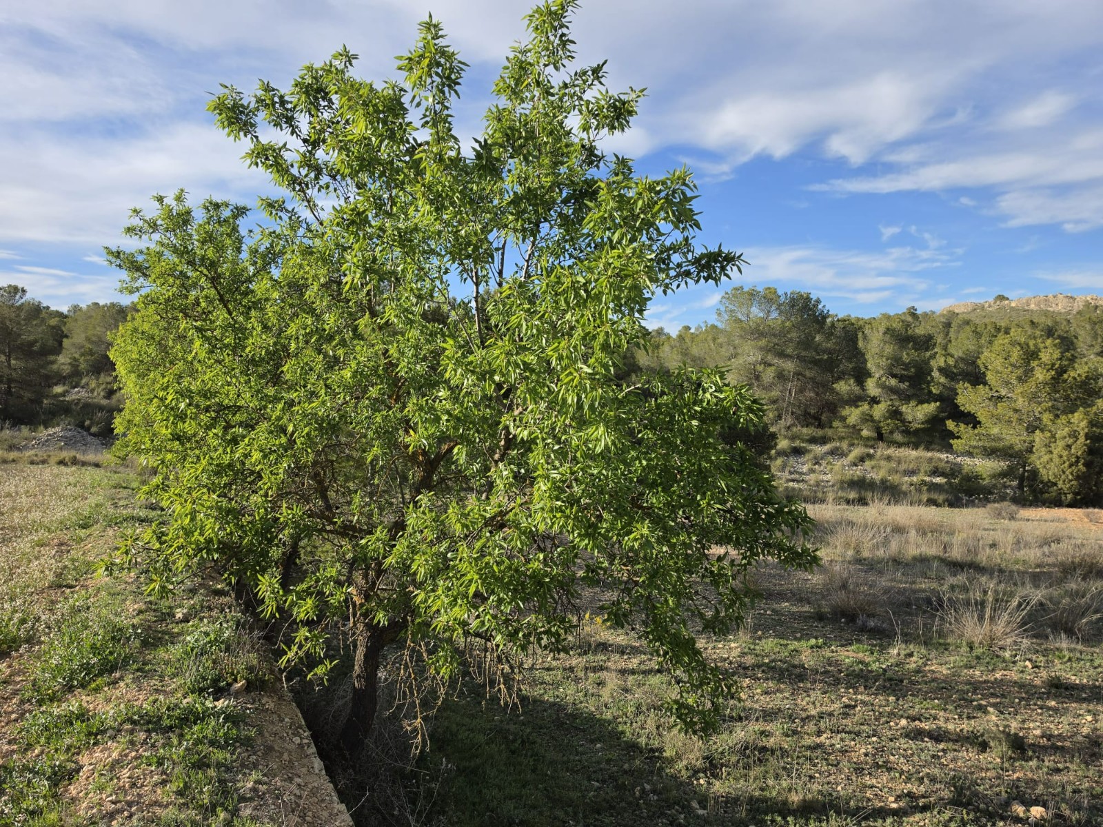 Finca en venta en Monóvarmonóver