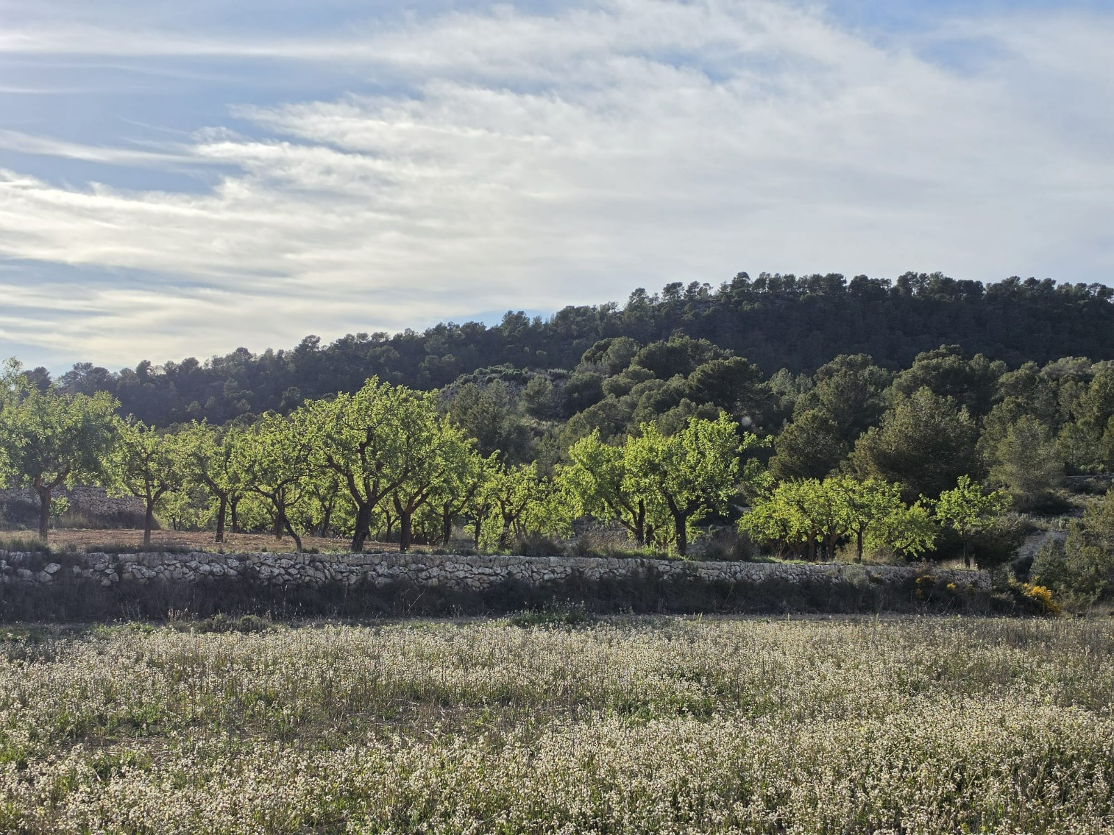 Finca en venta en Monóvarmonóver