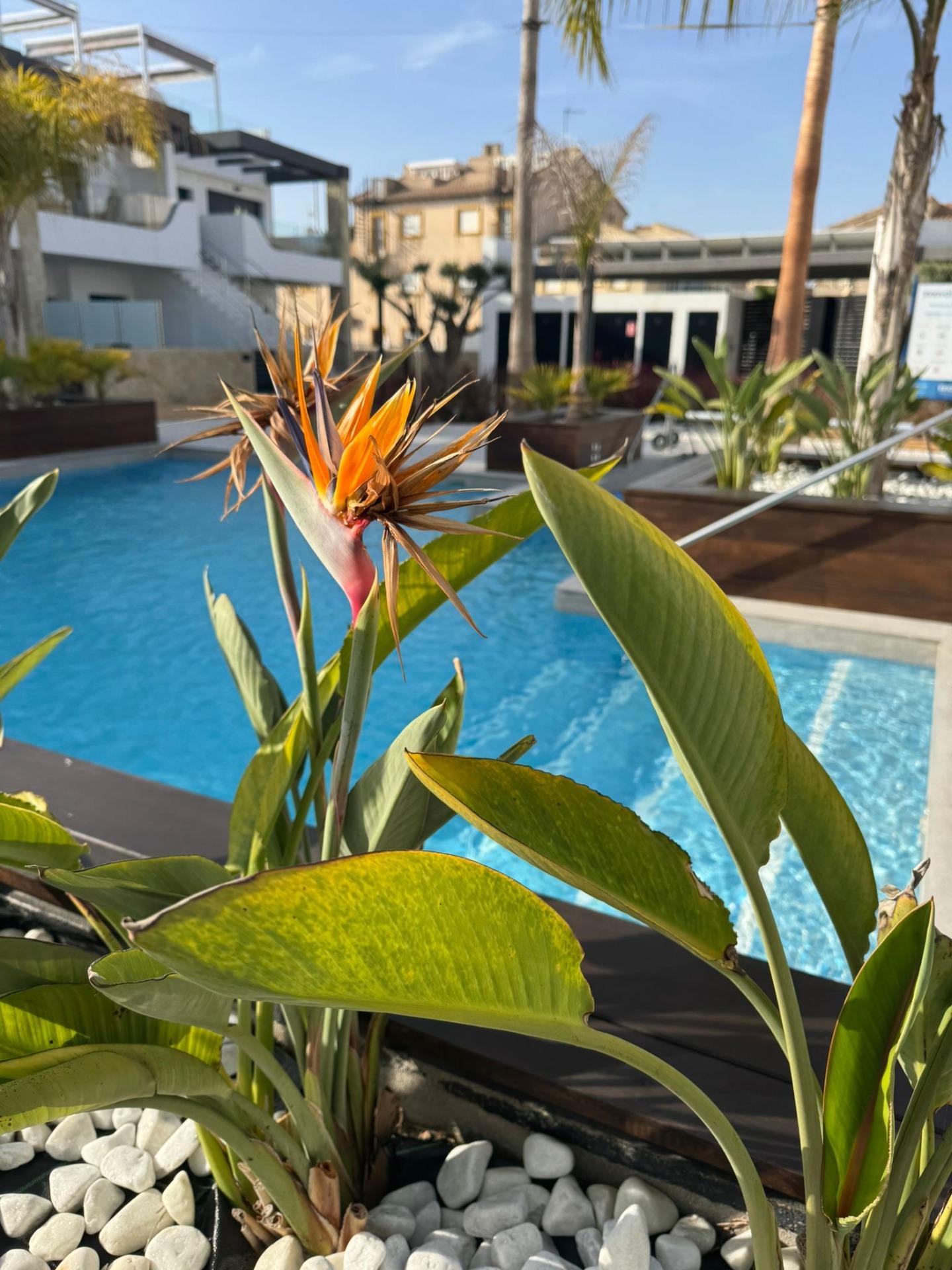 Apartment for sale in Orihuela Costa, Alicante, Spain