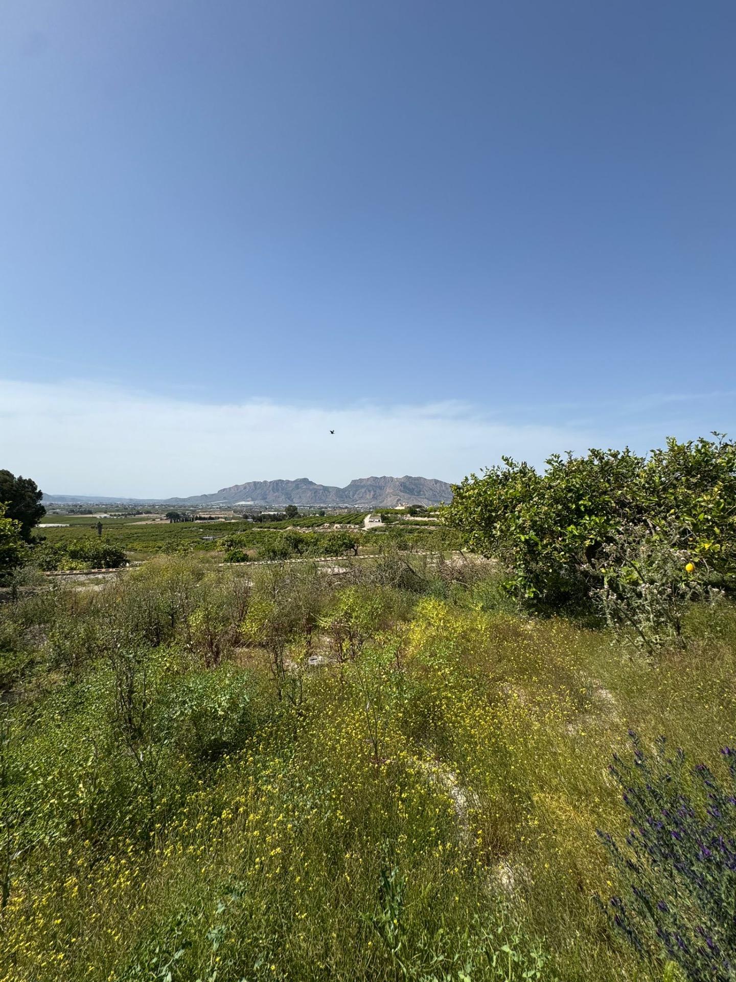 Finca en venta en Orihuela