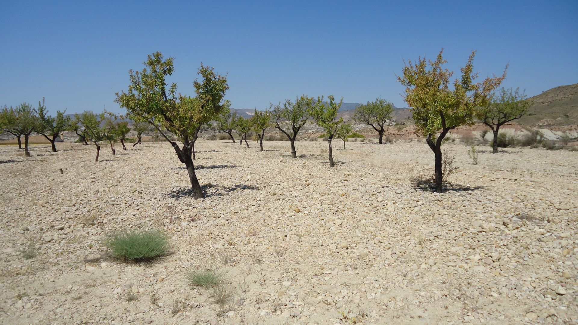 Finca en venta en Abanilla