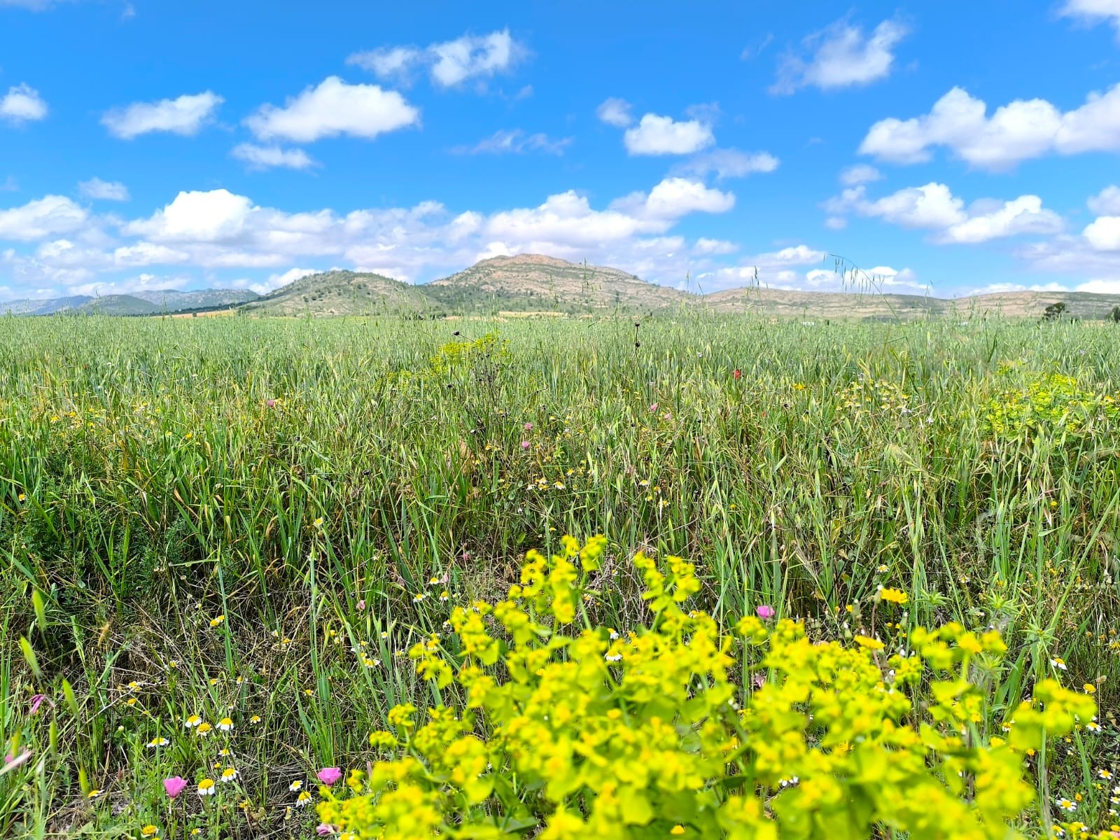 Finca for sale in Yecla, Murcia, Spain