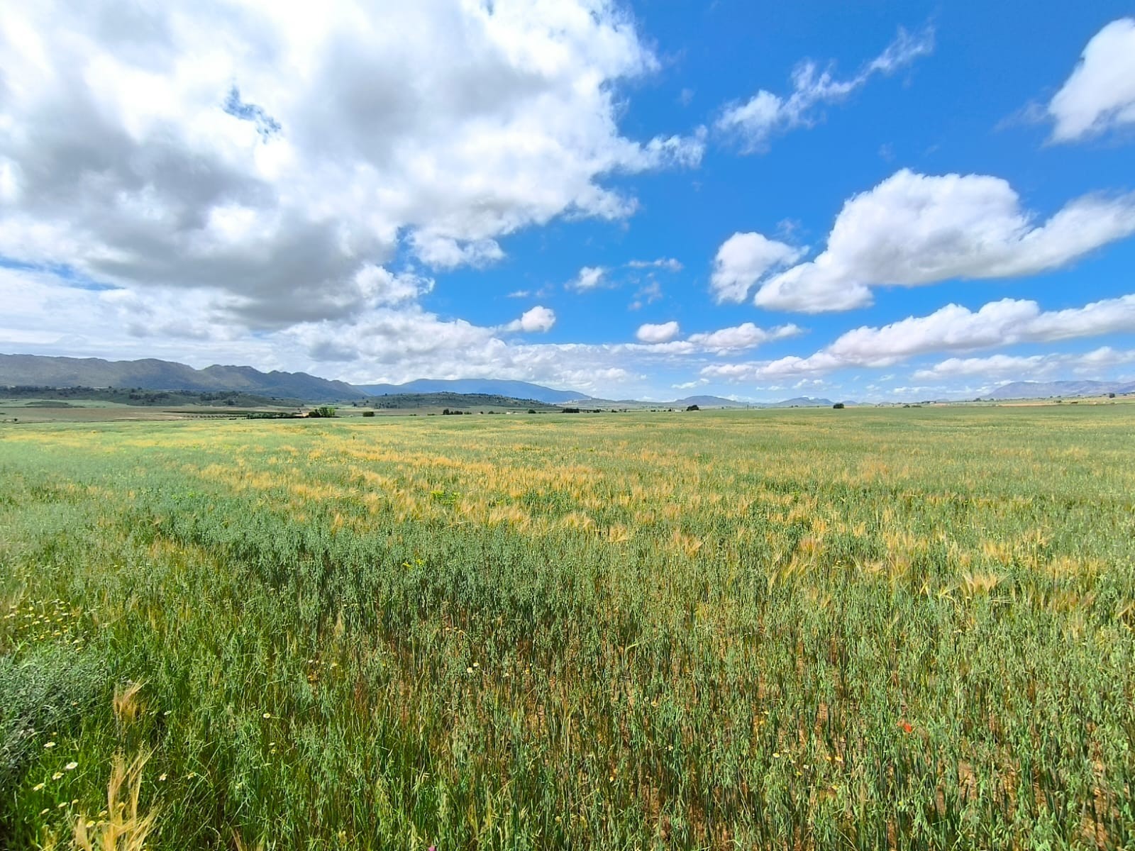 Finca en venta en Yecla