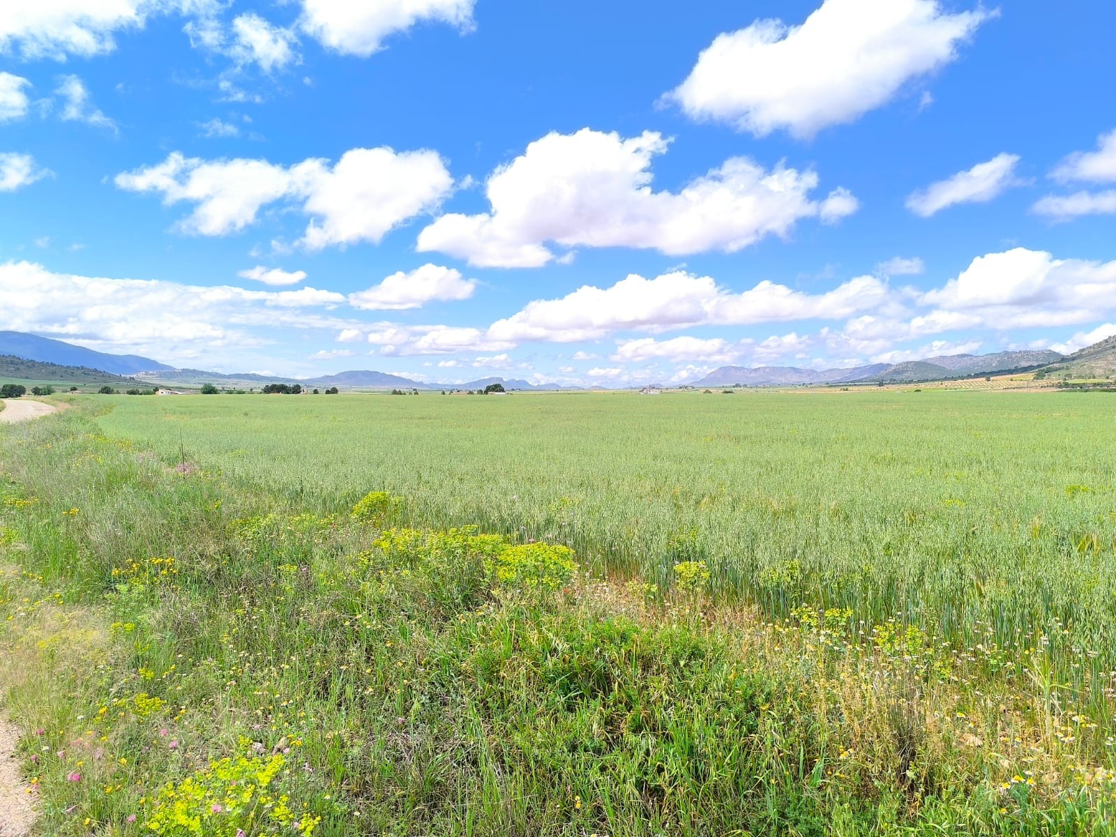 Finca en venta en Yecla